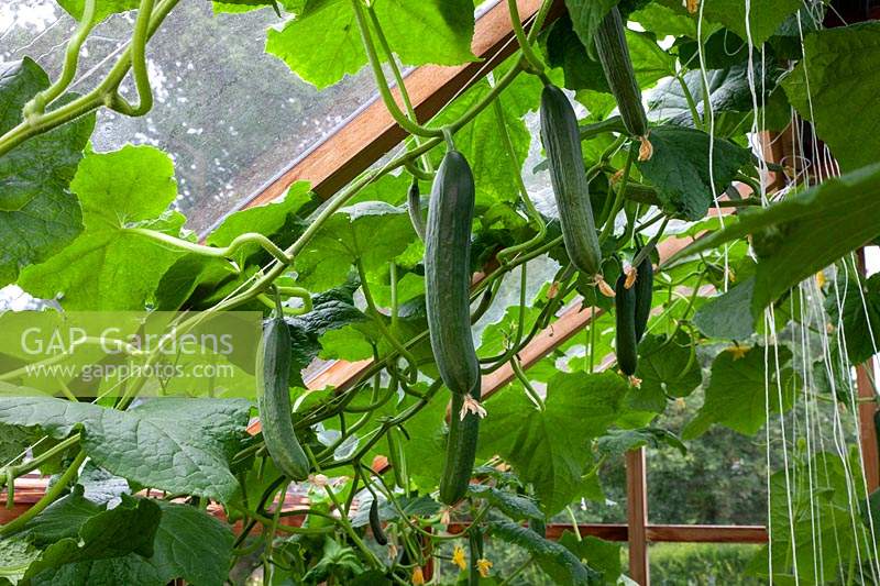 Cucumber 'Socrates' in a greenhouse