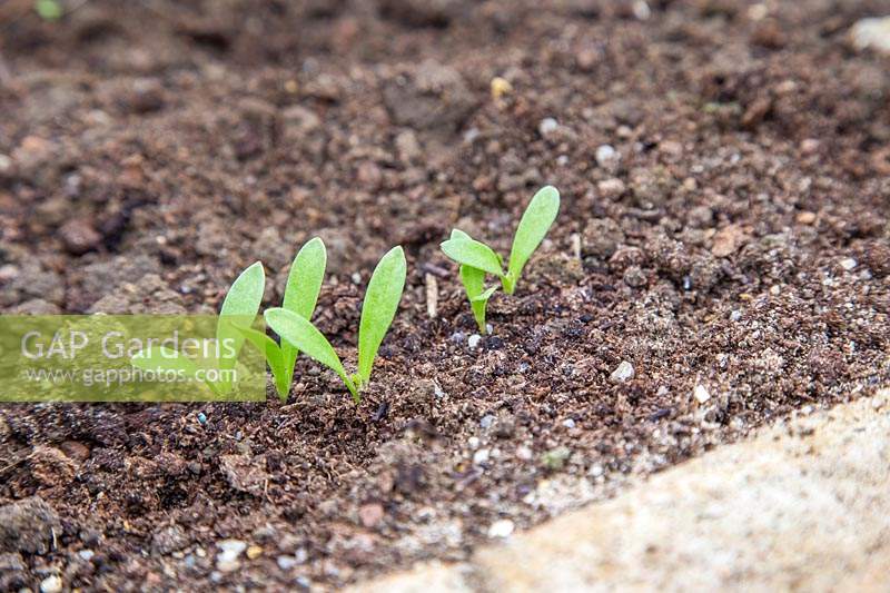 Calendula seedlings - Marigolds