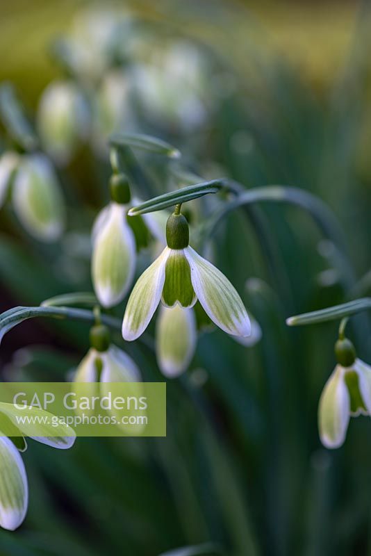 Galanthus nivalis 'Green Tear' - a virescent snowdrop with green shading on the outer petals