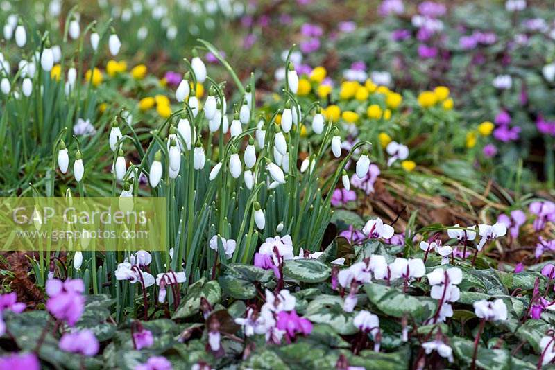 Midwinter carpet of Galanthus nivalis - Snowdrops, Cyclamen coum and Eranthis hyemalis - winter aconites flowering in dappled shade of deciduous woodland.
