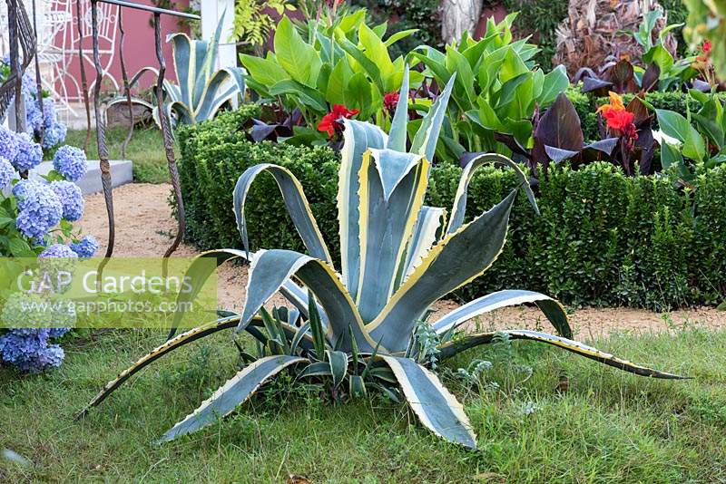 Agave americana 'Variegata' - Century plant 'Variegata' in show garden. The Dream of the Indianos Garden, Designed by Rose McMonigall, RHS Hampton Court Palace Garden Festival, 2019.