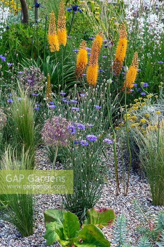 Gravel garden inspired by Beth Chatto, with drought tolerant plants such as Catanache caerulea, alliums, Stipa tenuissima and Eremurus x isabellinus 'Pinokkio' - Foxtail Lily. Beth Chatto: The Drought Resistant Garden, designed by David Ward, RHS Hampton Court Garden Palace Show, 2019.
