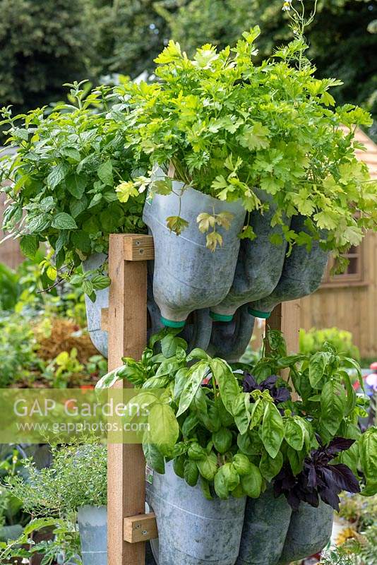 Upended plastic milk containers, attached to wooden frame, are used as planters for basil and coriander.