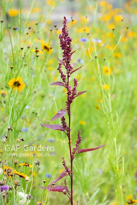 Atriplex hortensis var. rubra - Red mountain spinach in a wildflower meadow