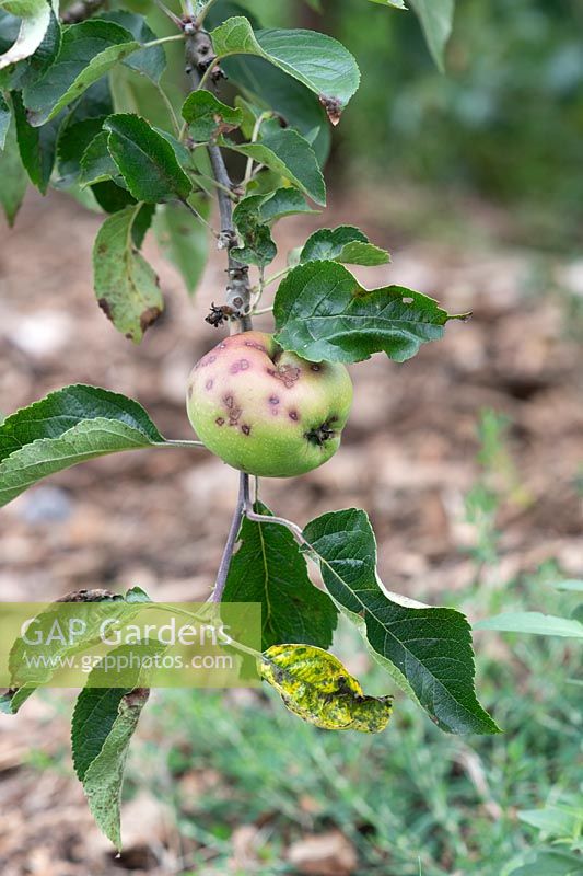 Malus domestica 'Calville Rouge d'Hiver' - Apple 'Calville Rouge d'Hiver' with Venturia inaequalis - Apple scab