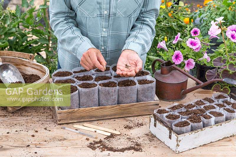 Woman carefully sowing wild flower seeds into bio pots. 