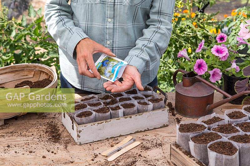 Woman shaking seeds from packet into hand ready for sowing into bio pots. 