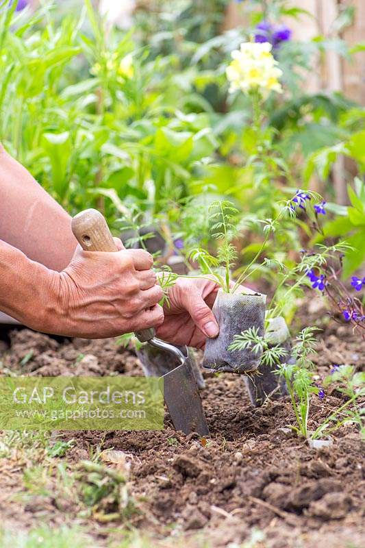 Woman planting biodegrable pots with wildflower seedlings in border with hand trowel. 