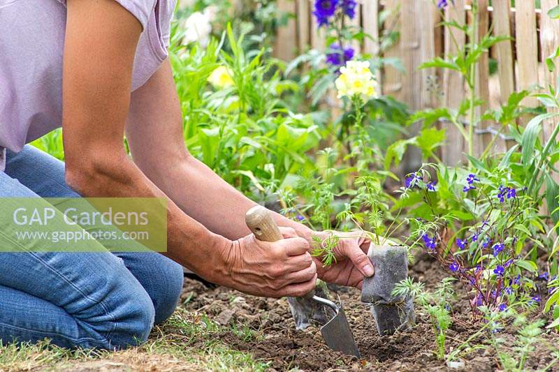 Woman planting biodegrable pots with wildflower seedlings in border with hand trowel.