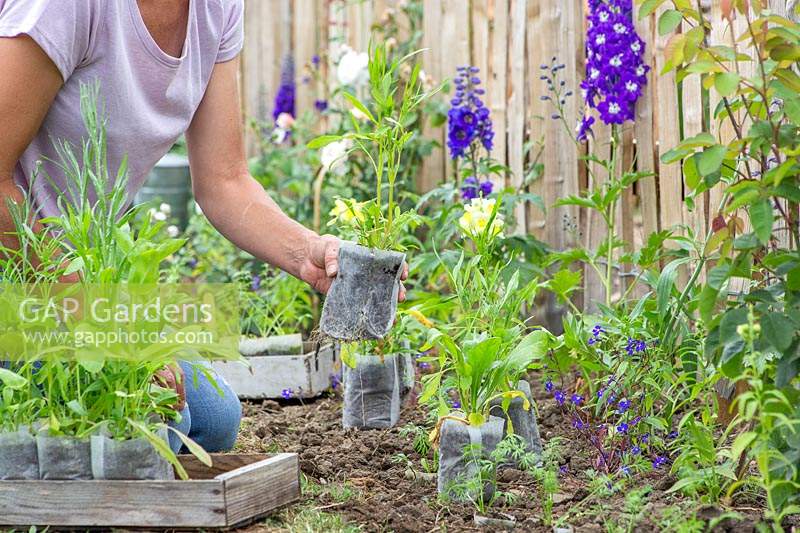 Woman placing biodegrable pots with wildflower seedlings in border prior to planting. 