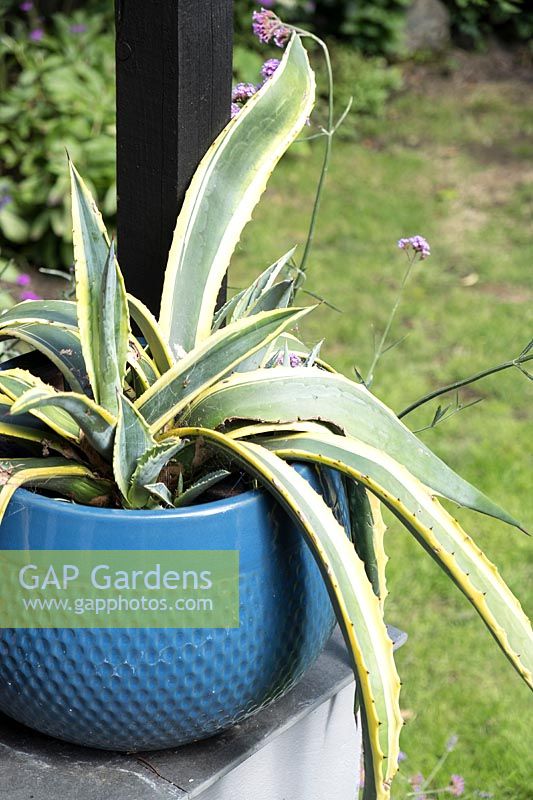 Variegated Agave in glazed blue container
