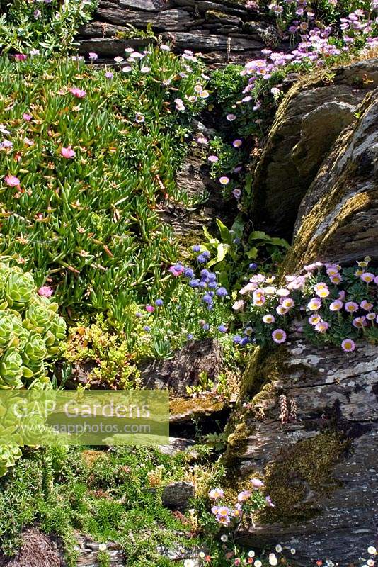Rocky bank at Headland Garden, Cornwall, UK, with salt-resistant, tender plants Lampranthus roseus, Erigeron glaucus and Scabious. 