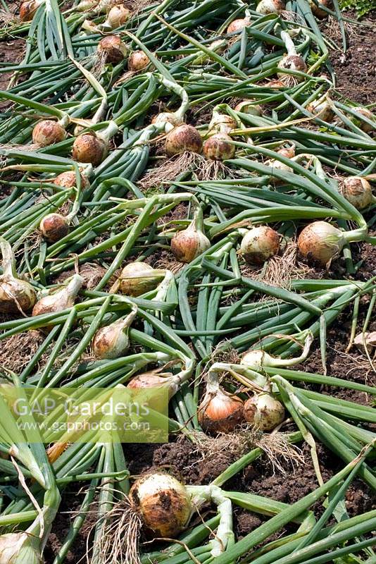 Lifting onions drying on top of soil. 