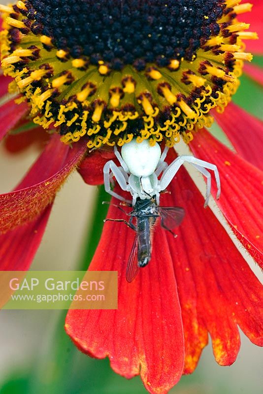 Crab spider devouring a hoverfly on a Helenium flower. 