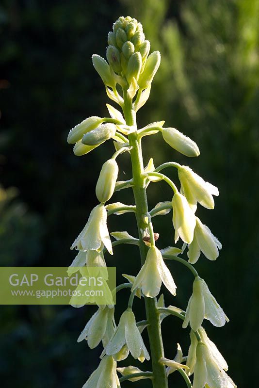 Galtonia 'Viridiflora' - Green-flowered Galtonia