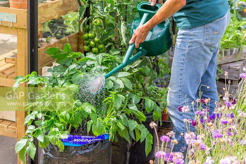 Woman watering potatoes grown in compost bag using a watering can