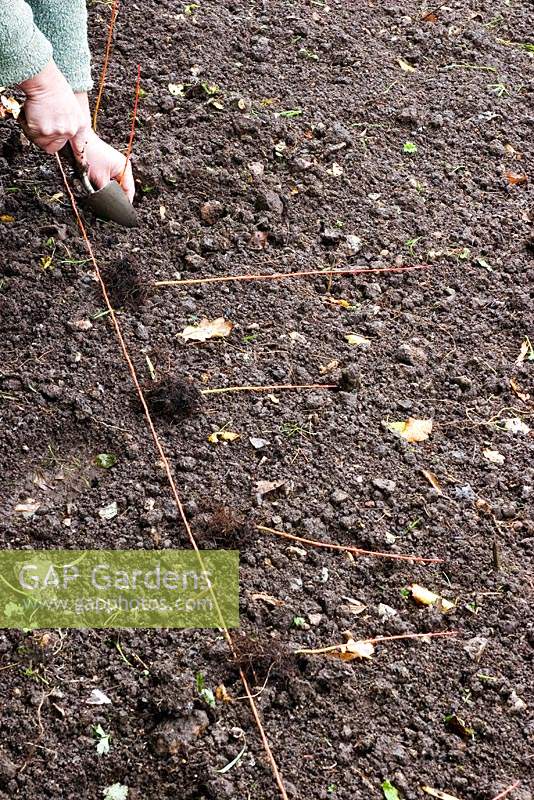 Person lining out and planting young Acer seedlings. 