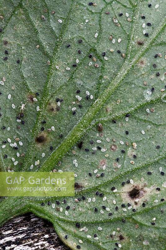 Tomato leaf infested with whitefly with biological control of Encarsia formosa. 