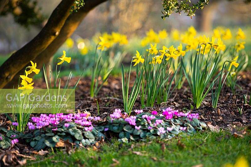Narcissus 'February Gold' AGM and Cyclamen coum in Spring
