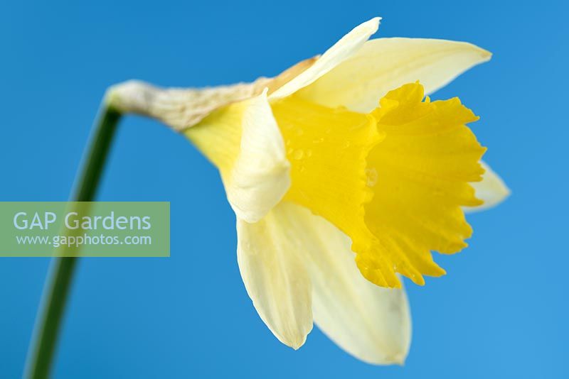 Narcissus lobularis - Narcissus pseudonarcissus 'Lobularis' - Lent lily daffodil 