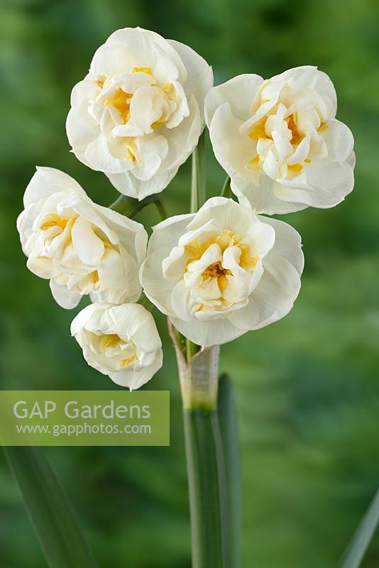 Narcissus 'Bridal Crown' AGM - Daffodils