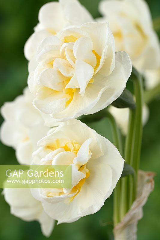 Narcissus 'Bridal Crown' AGM - Daffodil
