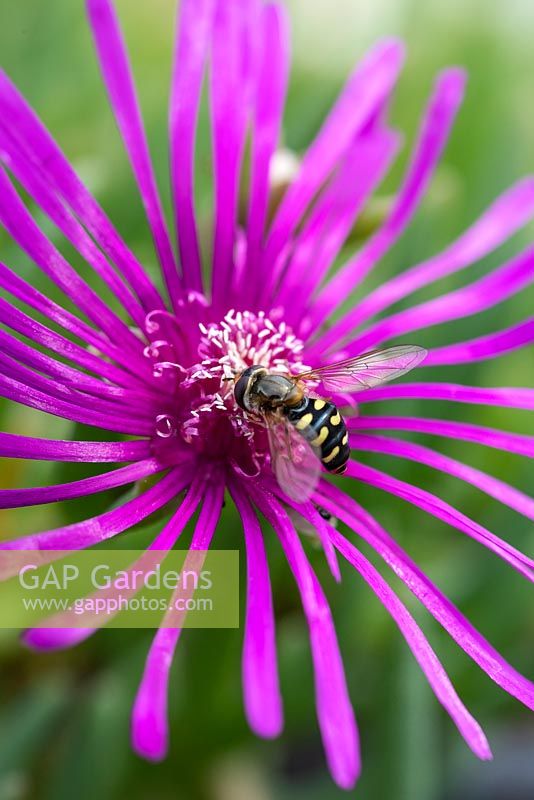 Eupeodes luniger - hoverfly, visits the pink daisy-like flowers of Delosperma cooperi - Cooper's ice plant. 