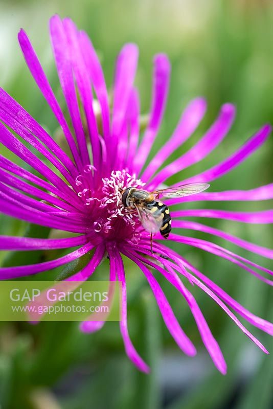 Eupeodes luniger - hoverfly, visits the pink daisy-like flowers of Delosperma cooperi - Cooper's ice plant.
