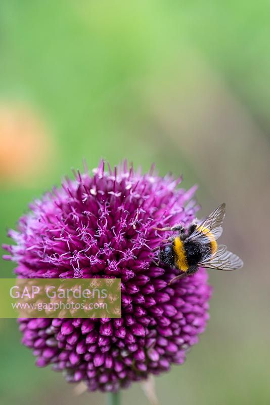 A bee feA bee feeds from Allium sphaerocephalon - Drumstick Allium