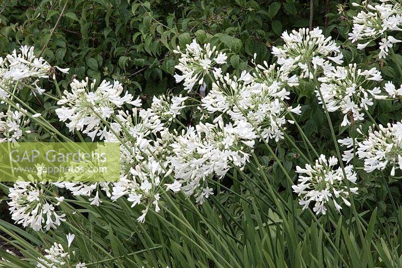 Agapanthus 'Glacier Stream' African Lily 