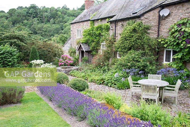 Row of flowering Lavandula and clipped Buxus balls, with seating area by house. Hurdley Hall, Powys, Wales, UK. 