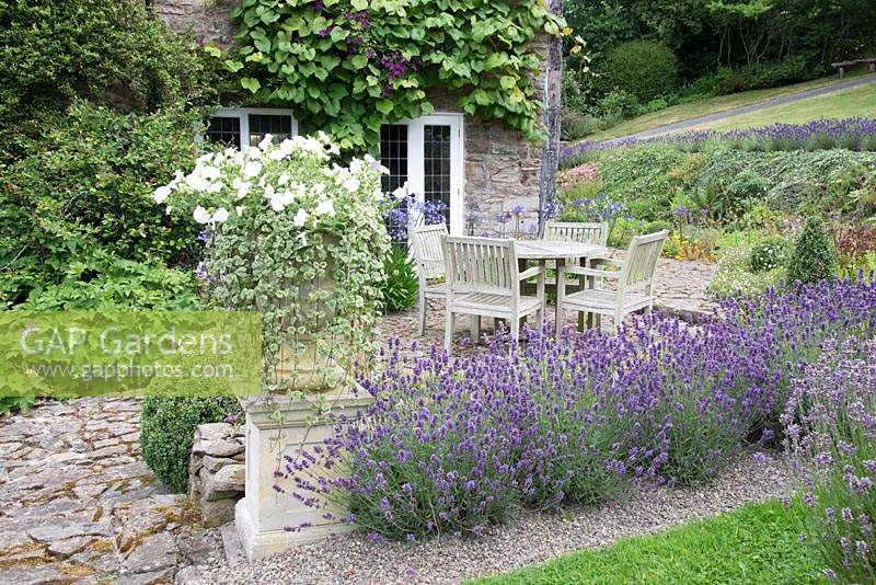 A patio seating area and borders planted with Lavandula angustifolia 'Hidcote', Clematis and Agapanthus at Hurdley Hall, Powys, UK. 