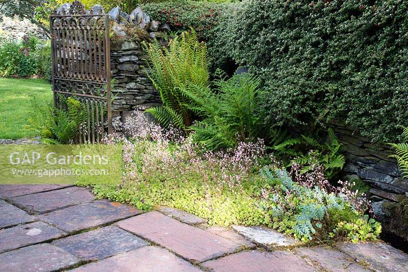 View past border with ferns and flowering Saxifraga x urbium to old iron ornate gate by stone wall. 
