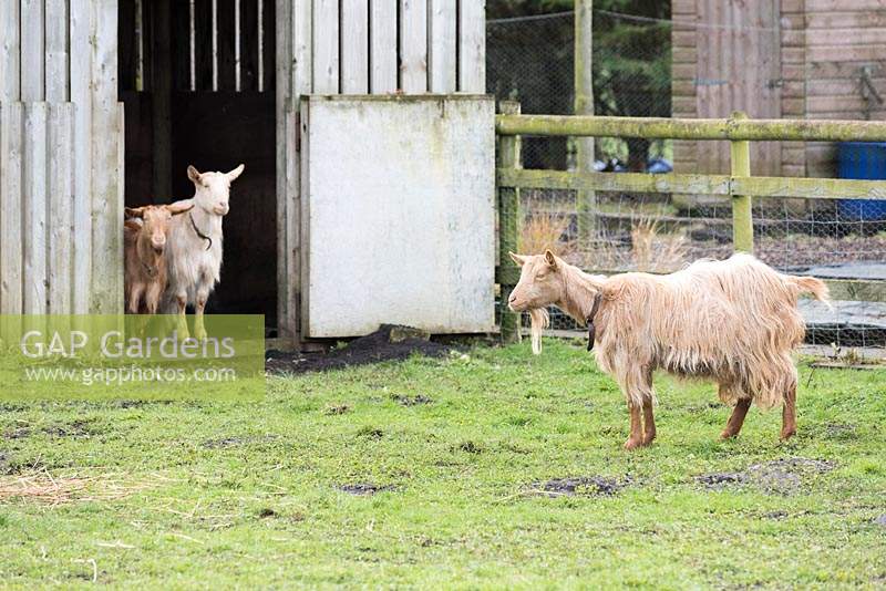 Golden Guernsey goats at Ellicar Gardens, Doncaster, UK. 