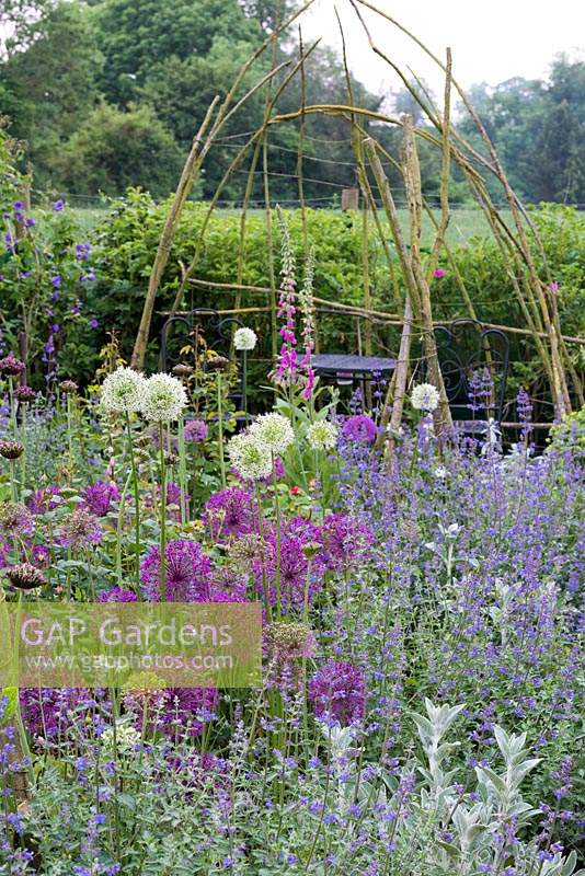 A rustic arbour, seen through a bed of Alliums 'Purple Rain', 'Mount Everest' and 'Miami', Nepeta and Digitalis. 