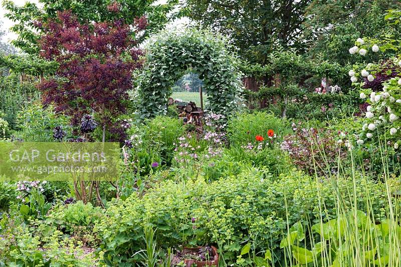 Informal beds planted with aquilegias, Alchemilla, poppies, Cotinus, black Aeonium and later flowering perennials. At the back, a whitebeam arch leads to the vegetable garden.