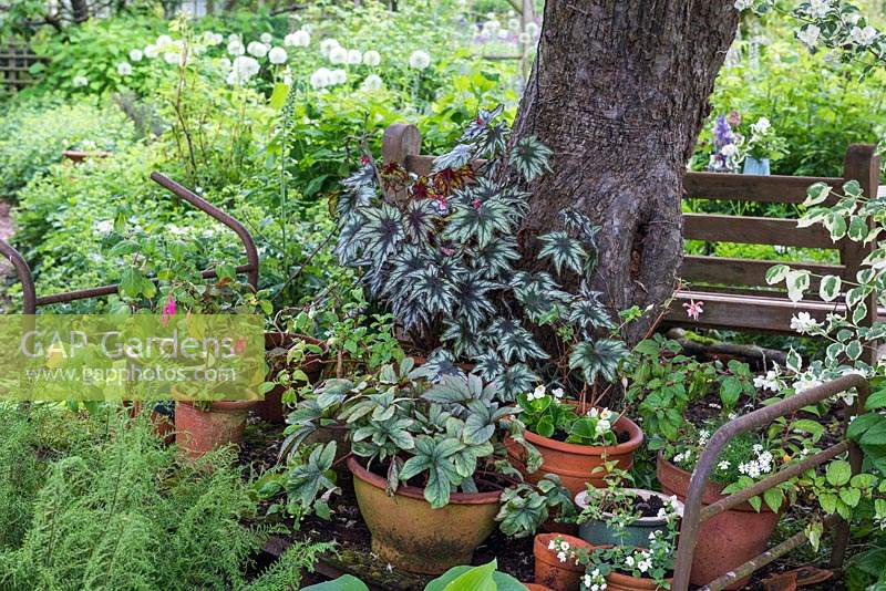 Pots of begonias and fuchsias stand in the shade of an old apples tree. 