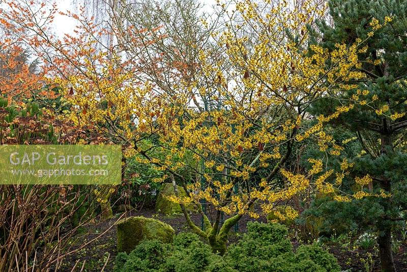 Hamamelis mollis - Chinese witch hazel. A small deciduous tree bearing strongly fragrant, bright golden yellow flowers in winter before leaves unfurl