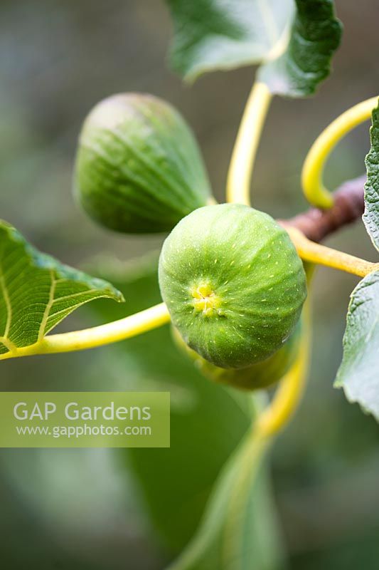 Ficus carica 'Bourjasotte Grise' - Figs