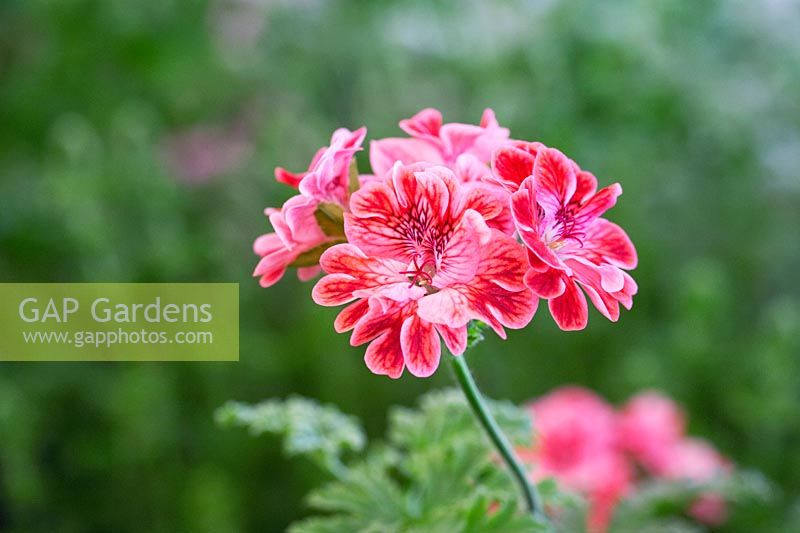 Scented Geranium 'Madame Nonin' -  Pelargonium 'Madame Nonin' - July