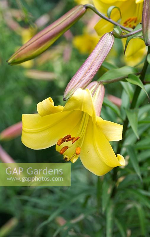 Lilium 'Golden Splendour' - Trumpet Lily 