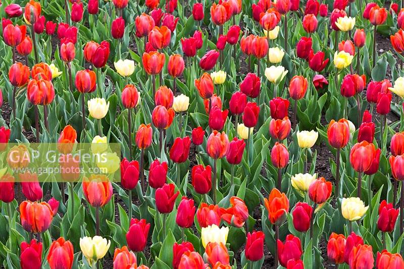'Hermitage', 'Ruby Prince' Single Early Group and Double Early Group 'Foxy Foxtrot' Tulipa - Tulip flowers 