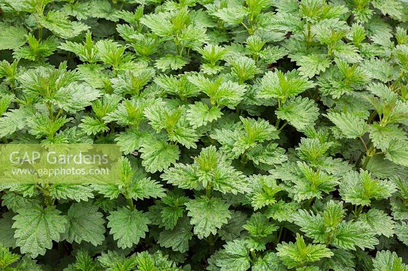 Urtica dioica - Slender Stinging Nettle poisonous plant leaves in spring