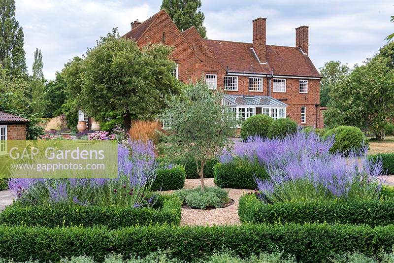 A formal box parterre, an olive tree at the centre, and each bed filled with Perovskia atriplicifolia, blue Russian sage.