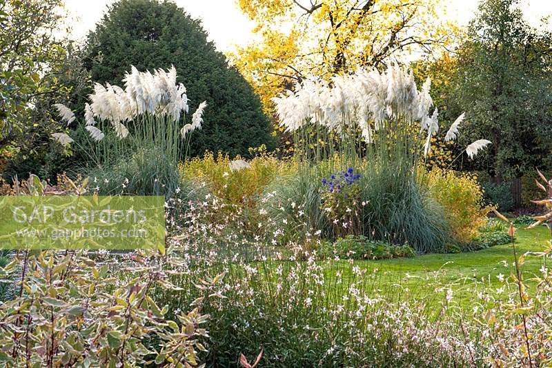 Autumn borders with clumps of pampas grass, Cortaderia selloana, amidst swathes of dogwoods, turning gold.