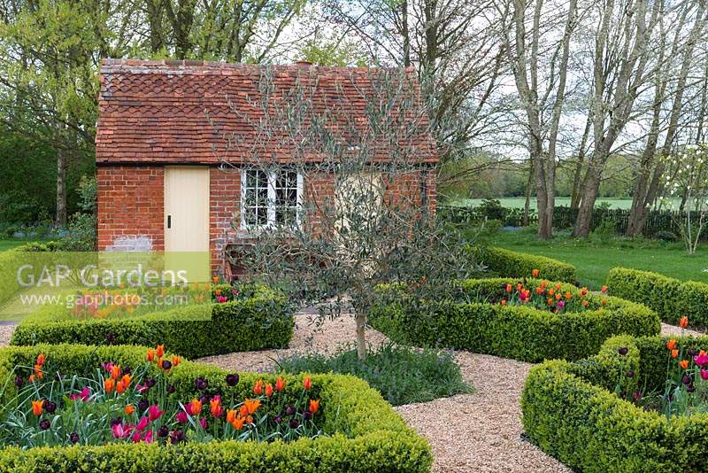 Laid out between old brick outbuildings, a box parterre with gravel paths separating beds planted with Tulipa 'Paul Scherer', 'Ballerina' and 'Doll's Minuet' with an olive tree in the centre