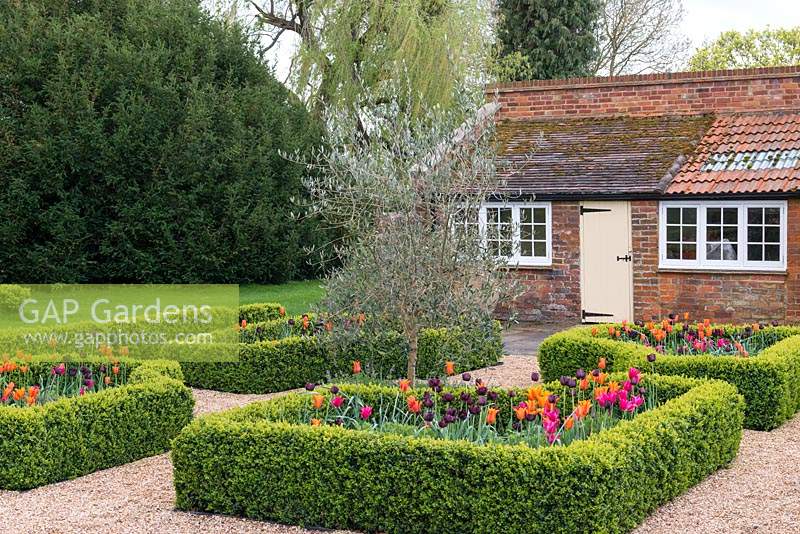 Laid out between old brick outbuildings, a box parterre with gravel paths separating  beds planted with Tulipa 'Paul Scherer', 'Ballerina' and 'Doll's Minuet', an olive tree in the centre
