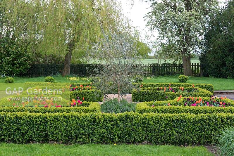 Overlooking meadows, a box parterre with gravel paths separating  beds planted with tulips 'Paul Scherer', 'Ballerina' and 'Doll's Minuet.' In the centre, an olive tree.