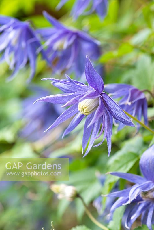 Clematis macropetala 'Lagoon', a deciduous climber bearing lots of double, violet blue flowers from April.