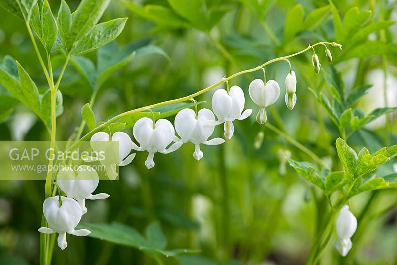 Dicentra spectabilis 'Alba' - aka Lamprocapnos - White Bleeding Heart, an herbaceous perennial bearing arching stems of heart shaped white flowers from April.